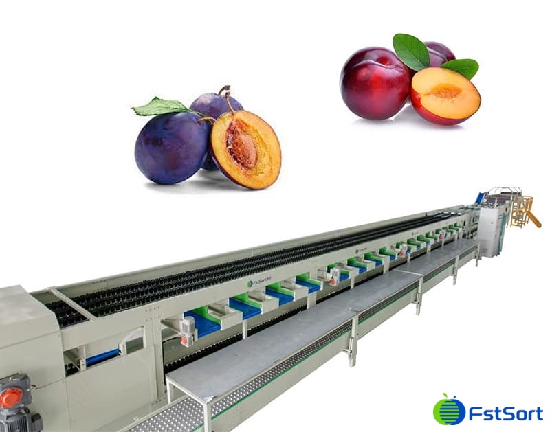 images/1665732667971línea de procesamiento de ciruelas.jpg